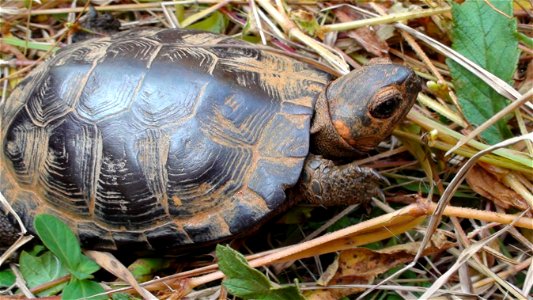 Bog turtle (Glyptemys muhlenbergii, formerly Clemmys muhlenbergii, formerly Calemys muhlenbergii, formerly Emys muhlenbergii, and originally Testudo muhlenbergii) Status: Threatened and Similarity of photo