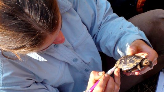 Bog turtle (Glyptemys muhlenbergii, formerly Clemmys muhlenbergii, formerly Calemys muhlenbergii, formerly Emys muhlenbergii, and originally Testudo muhlenbergii) Status: Threatened and Similarity of photo