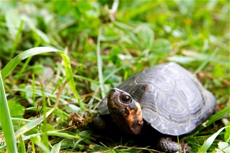 In an ongoing effort to track bog turtle populations, biologists recently spent several days visiting southern Appalachian bogs in western North Carolina, searching for the rare turtles. Measurements 