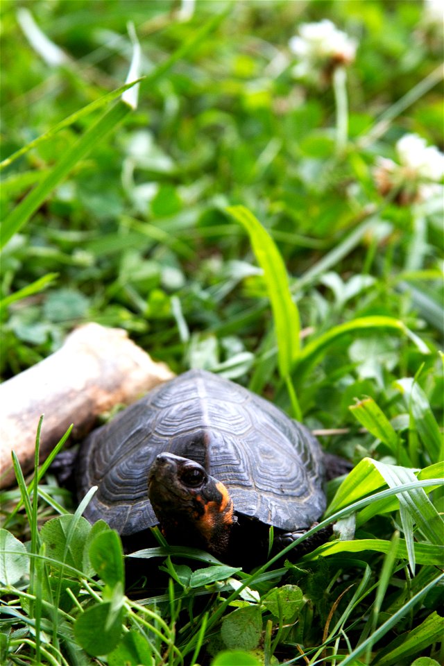 In an ongoing effort to track bog turtle populations, biologists recently spent several days visiting southern Appalachian bogs in western North Carolina, searching for the rare turtles. Measurements 