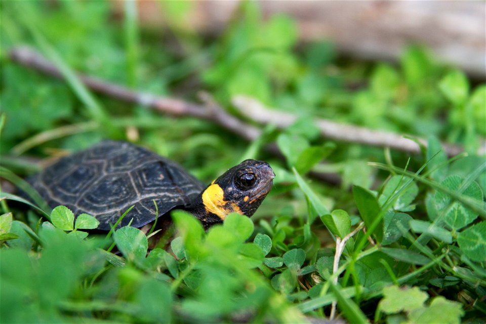 In an ongoing effort to track bog turtle populations, biologists recently spent several days visiting southern Appalachian bogs in western North Carolina, searching for the rare turtles. Measurements 