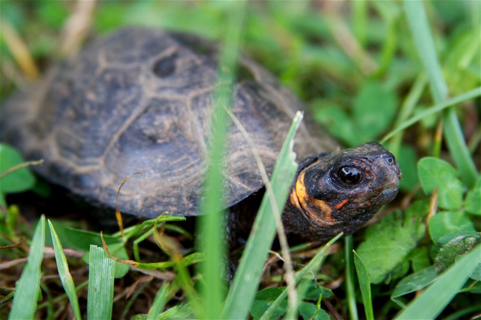 In an ongoing effort to track bog turtle populations, biologists recently spent several days visiting southern Appalachian bogs in western North Carolina, searching for the rare turtles. Measurements 