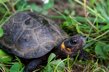 In an ongoing effort to track bog turtle populations, biologists recently spent several days visiting southern Appalachian bogs in western North Carolina, searching for the rare turtles. Measurements 
