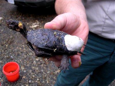 Bog turtle with a radio transmitter photo