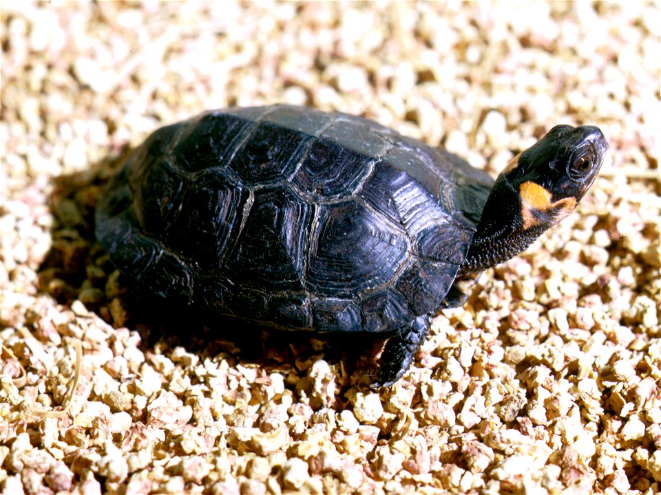 Bog turtle sunning