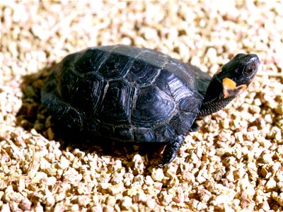 Bog turtle sunning