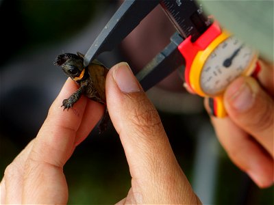 In an ongoing effort to track bog turtle populations, biologists recently spent several days visiting southern Appalachian bogs in western North Carolina, searching for the rare turtles. Measurements photo