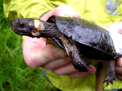 A captive-reared bog turtle is released into the wild, with affixed radio transmitter photo