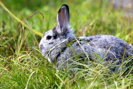 Animal cute pet