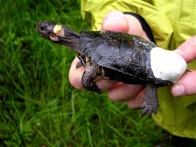 Bog turtle with affixed radio transmitter photo