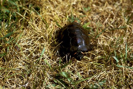 Bog turtle