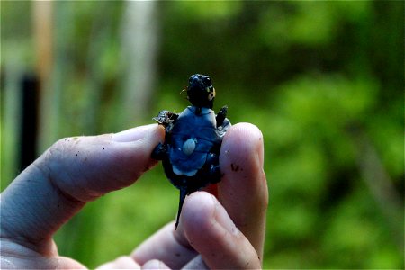 Photo of the Week - 08/24/2010

A newly hatched bog turtle in northern New Jersey with yolk sac still attached.

Credit: Rosie Walunas/USFWS

The bog turtle was federally listed as a threatened specie