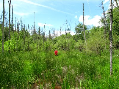 A Southern Appalachian bog in western North Carolina during a search for bog turtles conducted by the U.S. Fish and Wildlife Service and the North Carolina Wildlife Resources Commission and its volunt photo