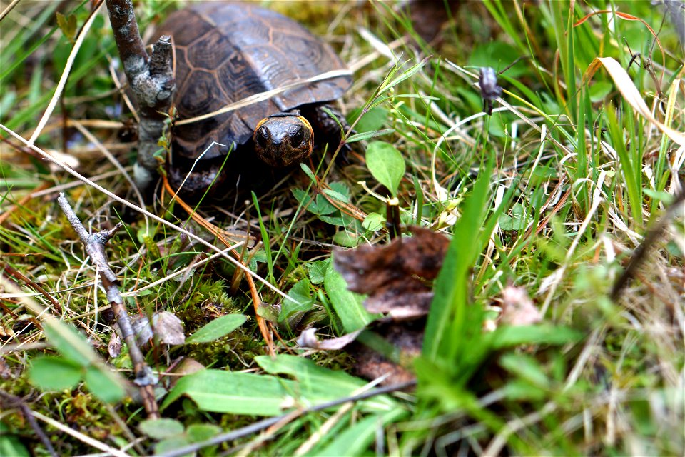 Thanks to the donation of a conservation easement by The Nature Conservancy, Mountain Bogs National Wildlife Refuge was established in April, 2015. Bog conservation partners gathered in North Carolina