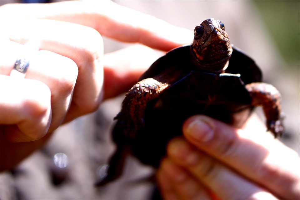 Thanks to the donation of a conservation easement by The Nature Conservancy, Mountain Bogs National Wildlife Refuge was established in April, 2015. Bog conservation partners gathered in North Carolina