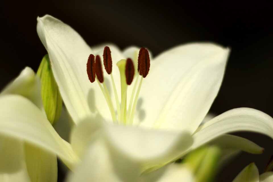 Blossom white romantic