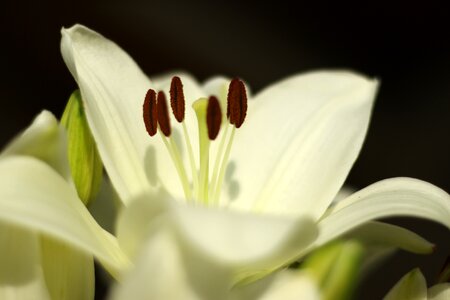 Blossom white romantic