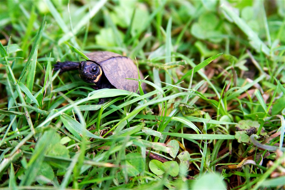 In an ongoing effort to track bog turtle populations, biologists recently spent several days visiting southern Appalachian bogs in western North Carolina, searching for the rare turtles. Measurements 