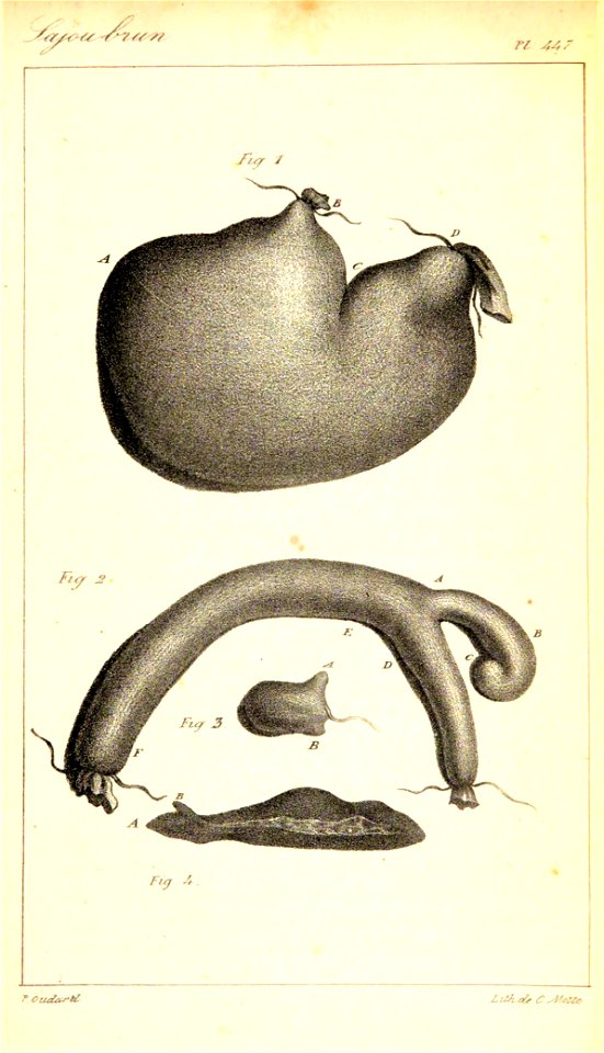 Parts of the intestines Sapajus apella