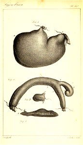 Parts of the intestines Sapajus apella