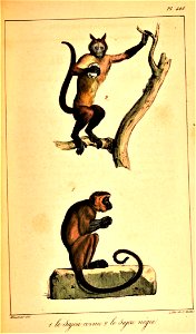 Sapajus apella