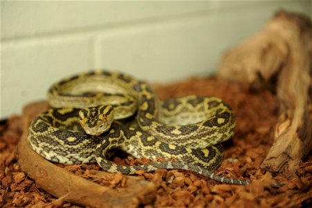 A Habu snake sits in a reptile tank on Kadena Air Base, Japan, May 7, 2013. The Habu is a venomous snake native to Southeast Asia and is primarily found in grassy, rocky and mountainous areas within O photo