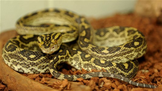 A Habu snake sits in a reptile tank on Kadena Air Base, Japan, May 7, 2013. The Habu is a venomous snake native to Southeast Asia and is primarily found in grassy, rocky and mountainous areas within O photo