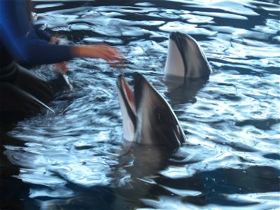 Pacific White-sided Dolphins at the Shedd Aquarium. photo