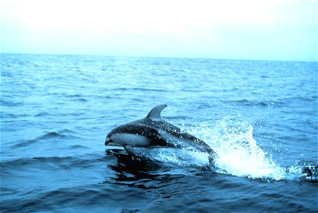 Pacific White-side dolphin (Lagenorhynchus obliquidens) at Gulf of the Farallones National Marine Sanctuary photo