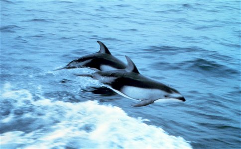 Two Pacific White-sided dolphins (Lagenorhynchus obliquidens).