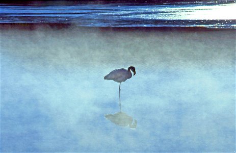 Puna Flamingo, Altiplano, Bolivia