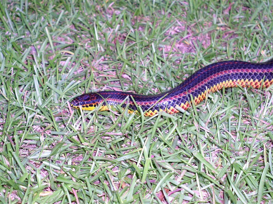 A rainbow snake photographed in Southern Georgia (Richmond Hill) just off the Ogeechee River.