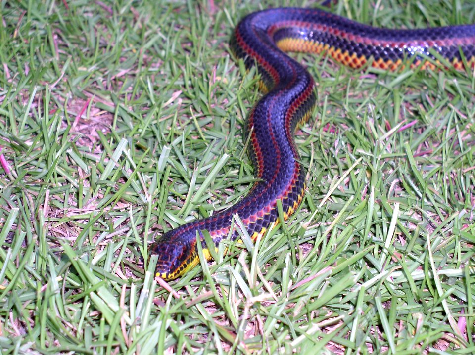 A rainbow snake photographed in Southern Georgia (Richmond Hill) just off the Ogeechee River.