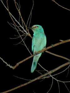 European Roller (Coracias garrulus). Evening hunting under a lantern. City park of Baikonur, Kazakhstan