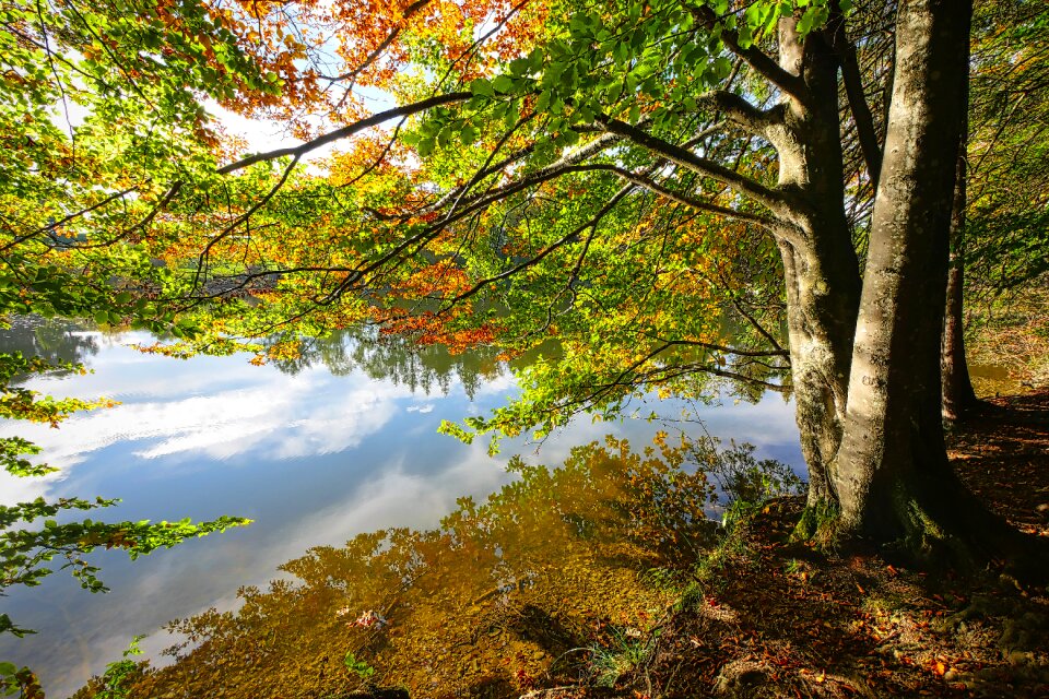 Autumn bank nature
