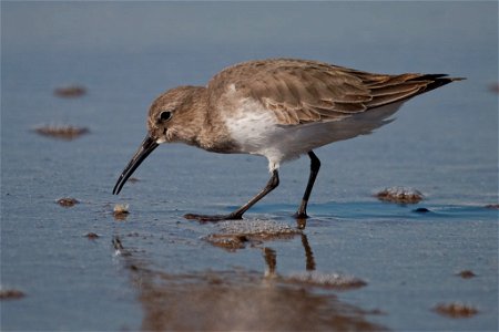 Dunlin

You are free to use this image with the following photo credit: Peter Pearsall/U.S. Fish and Wildlife Service