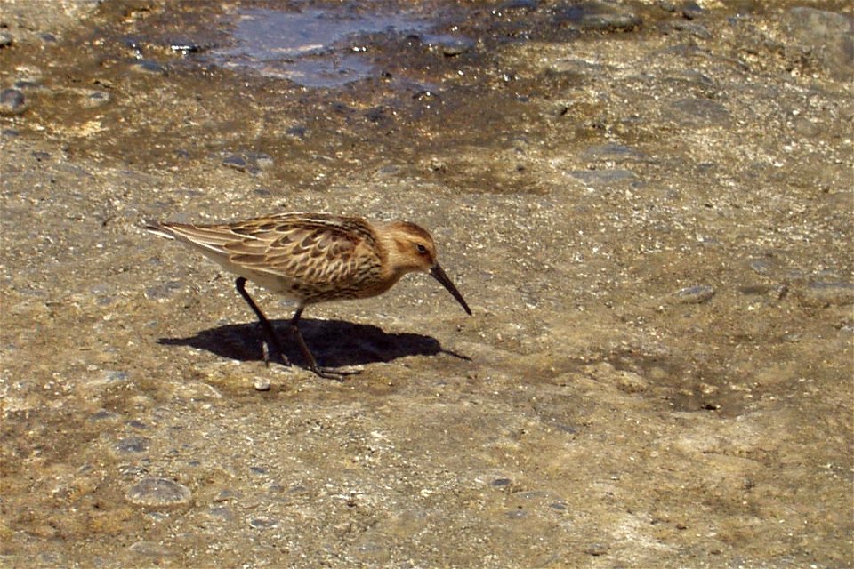 : Alpenstrandläufer (Calidris alpina) Ort: La Gomera, Spanien Fotograf: Olaf Mertens, 19. September 2003 photo