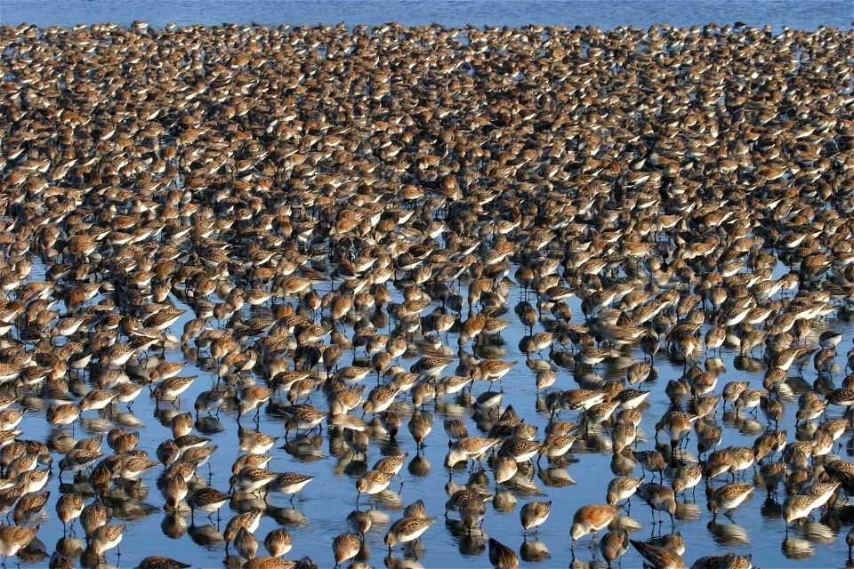 Western sandpipers and dunlins at en:Bandon Marsh National Wildlife Refuge (Oregon, US) photo