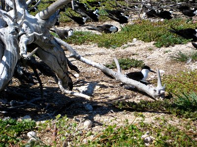 Sooty Terns nesting. Hawaii, NWHI, Tern Island.