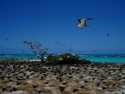 Sooty Terns Onychoprion fuscatus, and a few other kinds of birds on Tern Island. Hawaii, Papahanaumokuakea Marine National Monument. photo