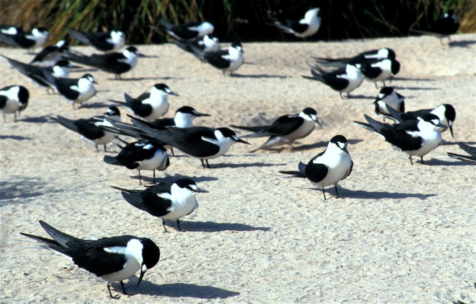 Colony of Sooty Terns Onychoprion fuscatus on Starbuck Island, Line Islands, Kiribati.