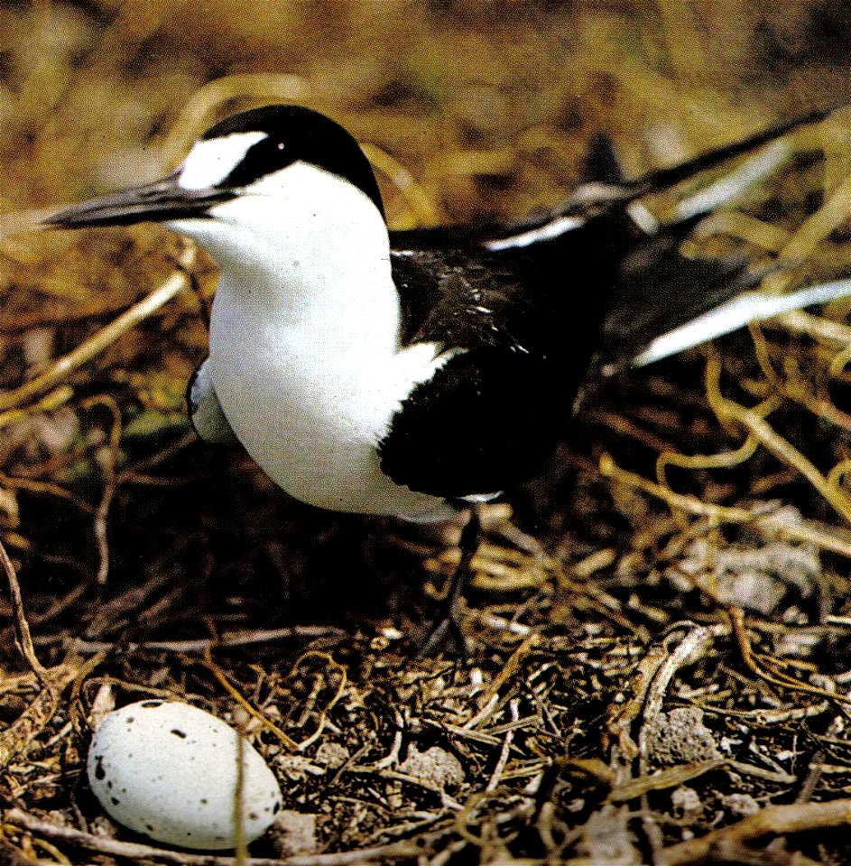 Sooty tern (Onychoprion fuscatus) and its nest