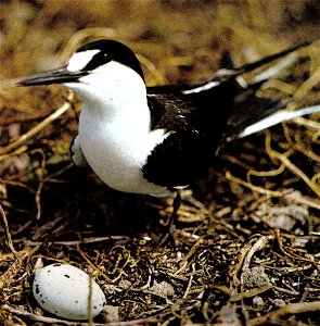 Sooty tern (Onychoprion fuscatus) and its nest