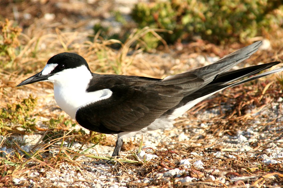 Sooty Tern Onychoprion fuscatus on Tern Island, French Frigate Shoals