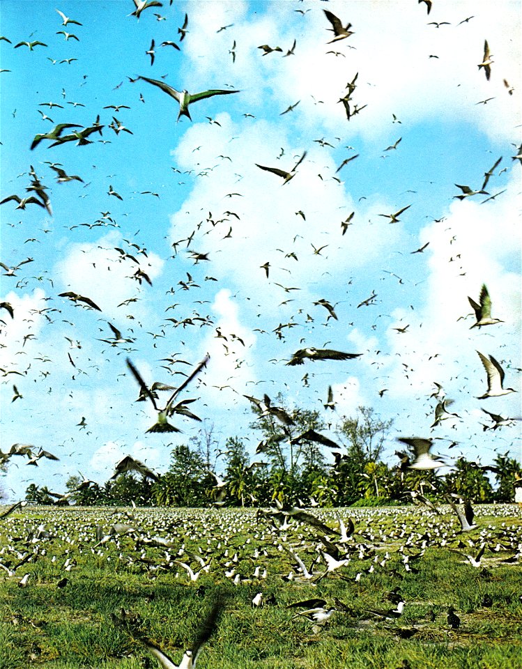 Flocks of Sooty Terns Onychoprion fuscatus on Bird Island, Seychelles