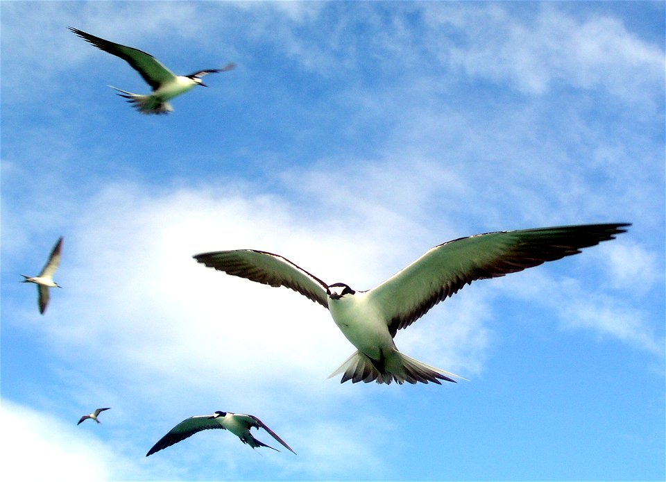 Pacific Remote Islands Marine National Monument. Photo credit: USFWS