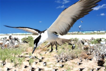 Sooty Tern Onychoprion fuscatus (syn. Sterna fuscata) flying in colony on Tern Island, French Frigate Shoals photo