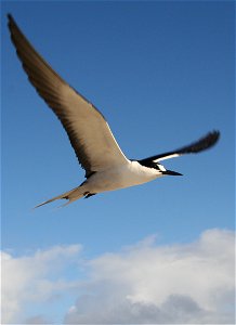 Sooty Tern Onychoprion fuscatus (syn. Sterna fuscata) flying in colony on Tern Island, French Frigate Shoals photo