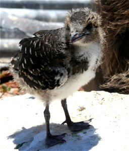 Sooty Tern (Onychoprion fuscatus) chick. On Tern Island, French Frigate Shoals.