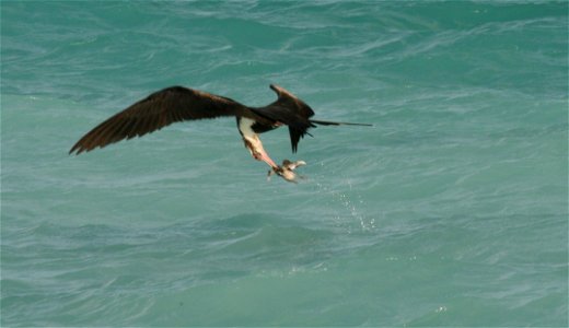 Immature Great Frigatebird snatching prey item (Sooty Tern chick dropped by another frigatebird) from ocean surface. photo